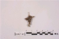 藏品(平肋提燈苔)的圖片